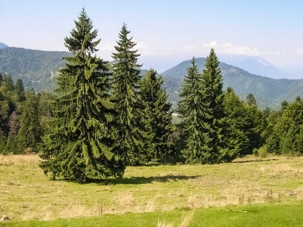 Säulenbäume kaufen und gestalten: So wird Ihr Garten zum vertikalen Paradies